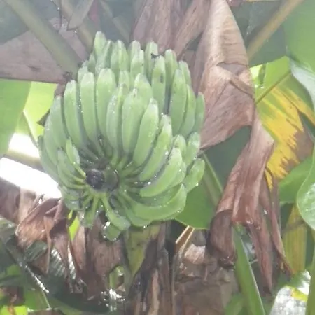 Tenerife
